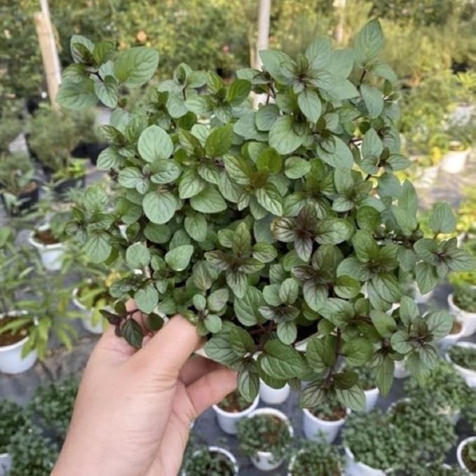 Sets 3 Random Mint Plants Live Fast Growing for Spring Planting, Fragrant Culinary Herb Mint for Indoor Outdoor Gardening, Cold Hardy