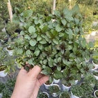 Sets 3 Random Mint Plants Live Fast Growing for Spring Planting, Fragrant Culinary Herb Mint for Indoor Outdoor Gardening, Cold Hardy