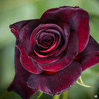 Rose Live Plant, Roses Flower Plant, Fragrant Flower for Planting, 4-6 Inches Tall, Bush Shrub Plants, Well Rooted, Ready to Grow (Velvet Red Rose)