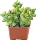 Live Succulent Bead Vine, 2 Inch Fully Rooted Potted Plant, Easy Care & Drought Tolerant, Indoor Houseplant for Home Decor