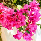 2 Bougainvillea Live Plants, Tropical Bougainvillea Flowering Vine, Fast Growing Outdoor and Container Plant, 4-8'' Tall (Vibrant Pink)