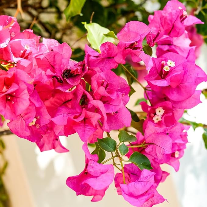 2 Bougainvillea Live Plants, Tropical Bougainvillea Flowering Vine, Fast Growing Outdoor and Container Plant, 4-8'' Tall (Vibrant Pink)
