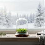 Bloomify Live Sundew Carnivorous Plants Live – Self-Growing Moss – No Maintenance Terrarium – Long-Lasting - Ecosystem
