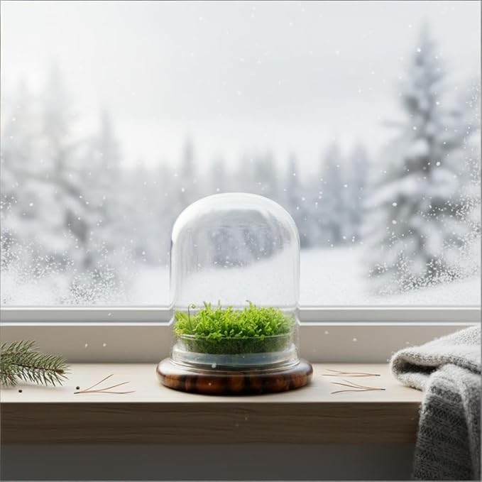 Bloomify Live Sundew Carnivorous Plants Live – Self-Growing Moss – No Maintenance Terrarium – Long-Lasting - Ecosystem