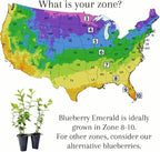 Blueberry Plant Emerald Live for Sale (4 Pack) | Easy to Grow Plants | Edible Fruit Plant for Sustainable Living | Grow Your own Food on Your Edible Organic Garden | Live for Planting | No Seeds