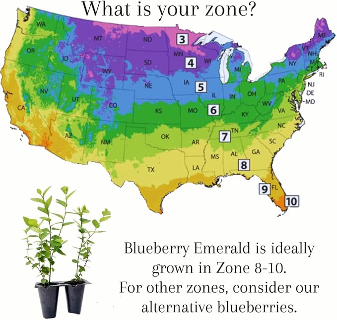 Blueberry Plant Emerald Live for Sale (4 Pack) | Easy to Grow Plants | Edible Fruit Plant for Sustainable Living | Grow Your own Food on Your Edible Organic Garden | Live for Planting | No Seeds