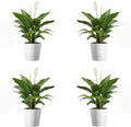 American Plant Exchange Peace Lily, Live Spathiphyllum Plants, 4-Inch Pots, 4 Pack in Deco Covers, Flowering Houseplants, Easy Care, Low Light, Perfect for Housewarming, Sympathy, or Party Gifts
