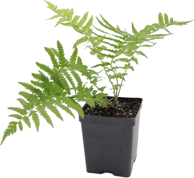 Greenwood Nursery: Live Perennial Plants - Ostrich Fern + Matteuccia Struthiopteris - [Qty: 2X Pint Pots] - (Click for Other Available Plants/Quantities)