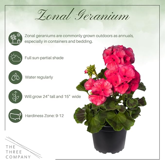 Live Flowering Zonal Geraniums - Salmon (2 Plants Per Pack), Beautiful Spring/Summer Flowers, 12" Tall by 5" Wide in 1 Qt Pot