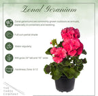 Live Flowering Zonal Geraniums - Salmon (2 Plants Per Pack), Beautiful Spring/Summer Flowers, 12" Tall by 5" Wide in 1 Qt Pot