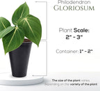 Philodendron Gloriosum Plant (4 Pack) Live Starter Plug Plants, Rare Indoor Tropical Houseplants, Velvet Leaf Philodendron, Easy Care Foliage Plants Live