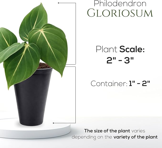 Philodendron Gloriosum Plant (4 Pack) Live Starter Plug Plants, Rare Indoor Tropical Houseplants, Velvet Leaf Philodendron, Easy Care Foliage Plants Live