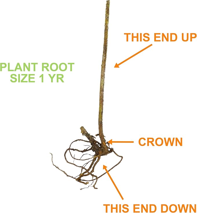 Garden State Bulb Concord Seedless Grape, Bare Root, Non-GMO, Spring Planting (Bag of 1)
