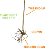 Garden State Bulb Concord Seedless Grape, Bare Root, Non-GMO, Spring Planting (Bag of 2)