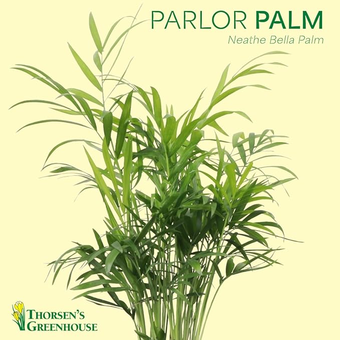 Thorsen's Greenhouse Parlor Palm Plant, Live Indoor Plant, Neanthe Bella Palm, Natural Air Purifier, Easy to Grow, Pet Safe Plant, 6-inch Diameter Pot (Nursery Pot (6" Pot))