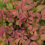Blooming & Beautiful - Blush Pink Nandina - 3 gal - Southern Living - Dwarf Evergreen Shrub - Pink Colored Foliage - Compact Low Growing - Zones 6-10 - Nandina domestica 'Aka' PP19916-3 Gallon Pot