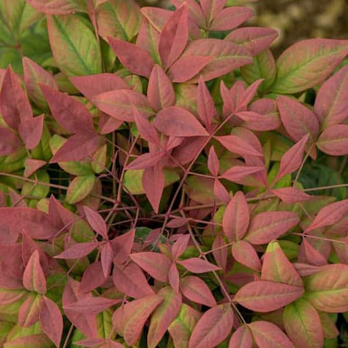 Blooming & Beautiful - Blush Pink Nandina - 3 gal - Southern Living - Dwarf Evergreen Shrub - Pink Colored Foliage - Compact Low Growing - Zones 6-10 - Nandina domestica 'Aka' PP19916-3 Gallon Pot