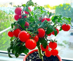 Seeds Indoor Tomato Bonsai 30 Seeds for Planting Dwarf Tomato for Growing Indoors