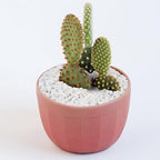 Pulovin 2.5 lbs White Aquarium Gravel, 1/5 Inch White Rocks for Plants, Small Pebbles for Vases, Succulents, Bamboo, Natural Decorative Pebbles for Plants Drainage, Cactus, Crafts