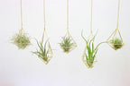 Geometric Hanging Tillandsia Holder Gold Metal Air Plant Holders for House Decor, Small Indoor Plants, Plant Lover Gifts (5Pcs)