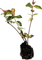 ragnaroc Jasmine Summer 2-6" (Jasminum officinale) 2ct - Live Plant for Indoor Outdoor Use, Garden & Landscaping - Live Arrival Guaranteed