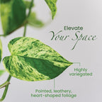 American Plant Exchange Marble Queen Pothos – Live 8-Inch Hanging Basket, Easy-Care Air Purifying Trailing Vine, Fast-Growing Houseplant for Hanging Planters, Shelves & Indoor Home or Office Décor