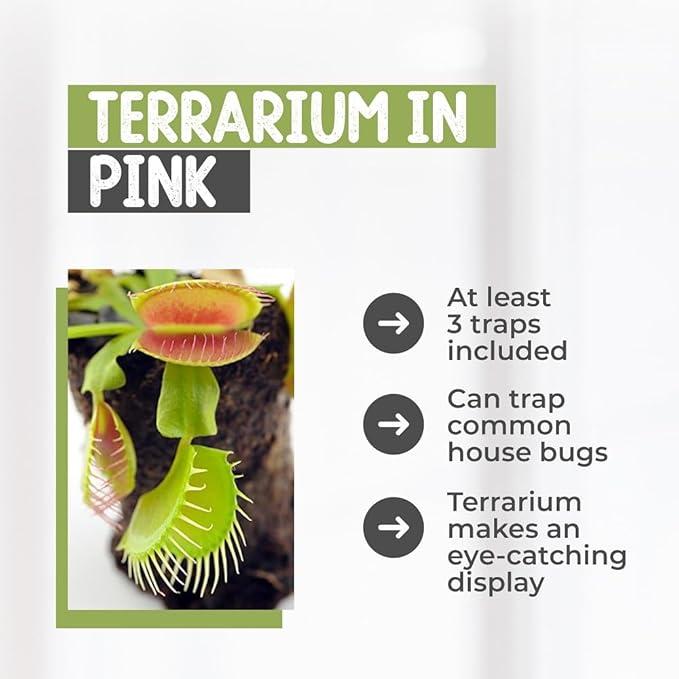 Venus Fly Trap Live Plant with 4.5" Pink Terrarium + Carnivorous Plants Food Bundle with Feeding Tweezers - Carnivorous Plant Soil and Live Venus Flytrap