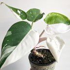 Philodendron Plant Live, Rare Variegated Philodendron Houseplant for Planting, Home Office Decor 4 to 8 Inches (White Variegated)