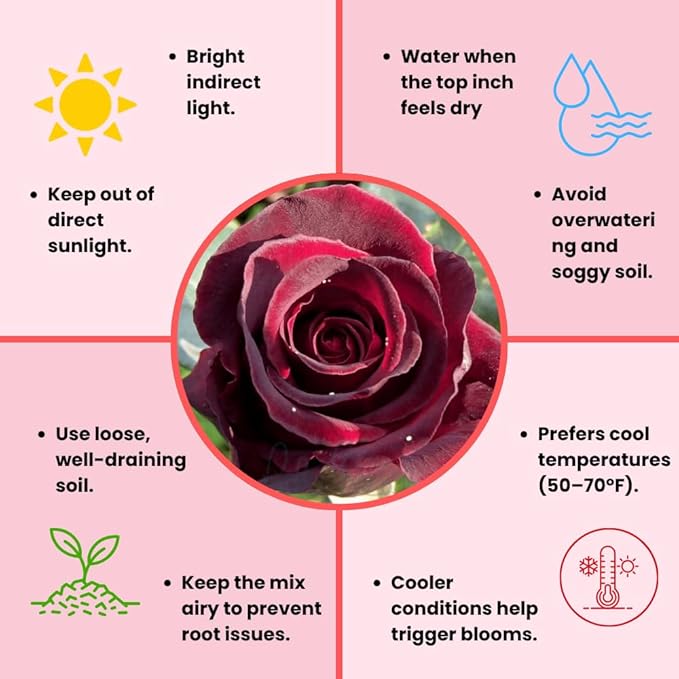 Rose Live Plant, Roses Flower Plant, Fragrant Flower for Planting, 4-6 Inches Tall, Bush Shrub Plants, Well Rooted, Ready to Grow (Velvet Red Rose)
