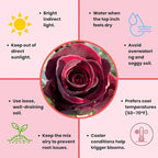 Rose Live Plant, Roses Flower Plant, Fragrant Flower for Planting, 4-6 Inches Tall, Bush Shrub Plants, Well Rooted, Ready to Grow (Velvet Red Rose)