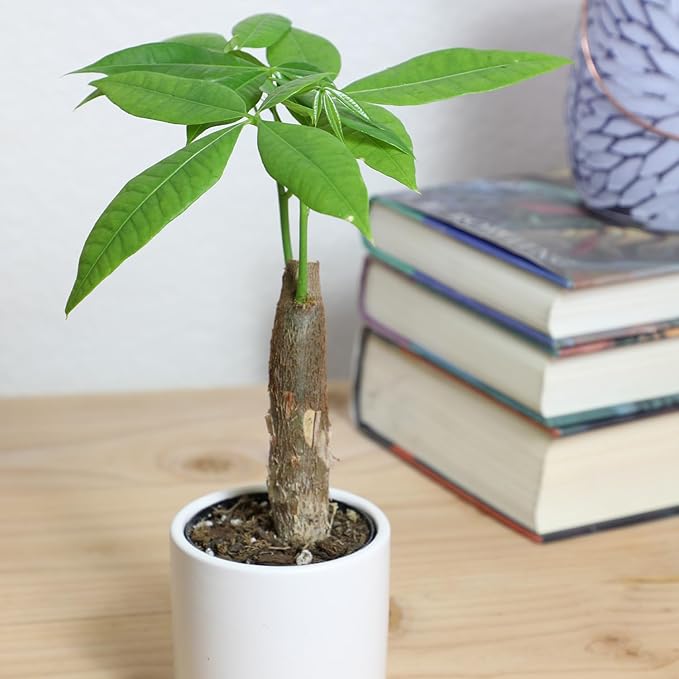 Altman Plants, Live Money Tree Plant, Pachira Aquatica Money Tree, Feng Shui Money Tree Pachira Aquatica Plant, Pachira Plant Bonsai Tree in Planter Pot with Soil, Money Tree Plant Indoor Plants