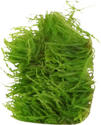 Weeping Moss Vesicularis Ferriei - Live Aquarium Plants for Beginners, Ideal for Shrimp, Low Light Conditions - Enhance Your Tank with Aquarium Plants Live and Aquarium Plants