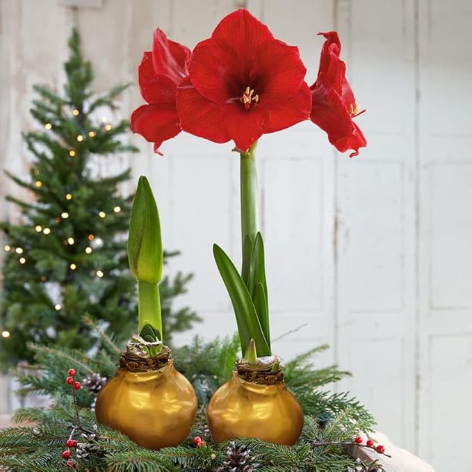 Waxed Amaryllis Bulb 2-Pack – Gold Wax with Red Blooms – Live Holiday Gift Plant, Easy Care, No Watering Needed