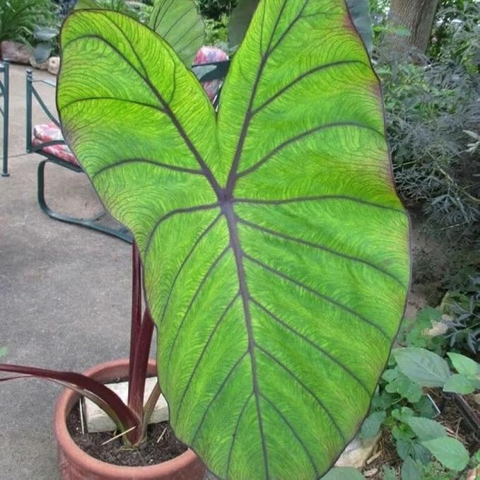 Taro, Blue Hawaii Live Pond Plant Freshwater Water Garden Plants Filters Lily Ponds Bogs Koi and Goldfish Pond Bog Plants Floating Shallow Water Marginal Aquatic Lilies Real Hardy Hyacinth Outdoor