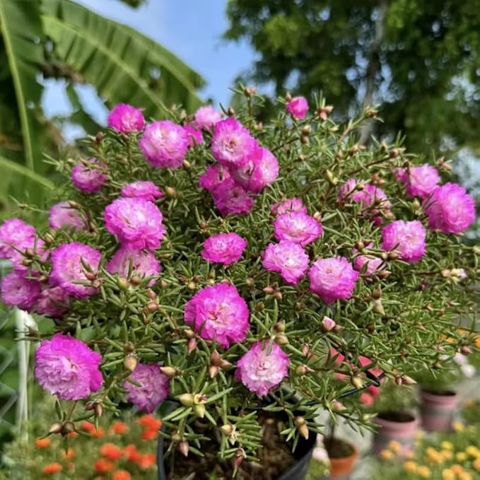 500+ Clara Moss Rose Seeds Portulaca grandiflora Moss Rose Flowers Seeds Vietnam Rose Ground Cover Plant