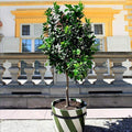 Brighter Blooms - Persian 'Bearss' Lime Bush, 1-2 ft. - No Shipping to AK, AL, AZ, CA, FL, GA, HI, LA, MS, OR, TX