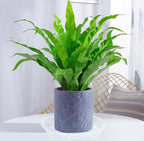 VUWEZ 6 Pack of Plant Saucer 10 Inch, 10 inch Plant Saucer Round, Plastic Flower Plant Trays for Pots, Plant Saucers for Indoors 9", Plant Pot Saucers, Planter Tray for Planter 8-10" (10", Clear)