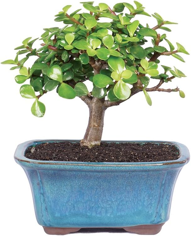 Brussel's Live Dwarf Jade Indoor Bonsai Tree - 3 Years Old; 4" to 6" Tall with Decorative Container
