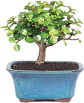 Brussel's Live Dwarf Jade Indoor Bonsai Tree - 3 Years Old; 4" to 6" Tall with Decorative Container