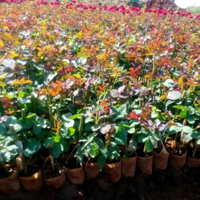 Yellow Rose Live Plant, Can Grow As Rose Bushes Shrubs or Climbing, Fragrant Ready to Plant, Starter Size, 5 to 10 Inc Tall, Dormant in Winter