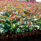 Yellow Rose Live Plant, Can Grow As Rose Bushes Shrubs or Climbing, Fragrant Ready to Plant, Starter Size, 5 to 10 Inc Tall, Dormant in Winter