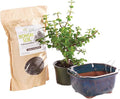 Brussel's Bonsai - Live Dwarf Jade Bonsai Tree Kit with Ceramic Bonsai Pot & Bonsai Soil, Indoor Bonsai Plant Starter Kit, Easy Care Houseplant for Home or Office (Small)