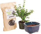 Brussel's Bonsai - Live Dwarf Jade Bonsai Tree Kit with Ceramic Bonsai Pot & Bonsai Soil, Indoor Bonsai Plant Starter Kit, Easy Care Houseplant for Home or Office (Small)