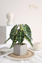 Muhanjia Artificial Potted Plant, Lifelike Faux Greenery in Decorative Cement-Look Square Pot for Indoor Home Decor Centerpieces (Alocasia)