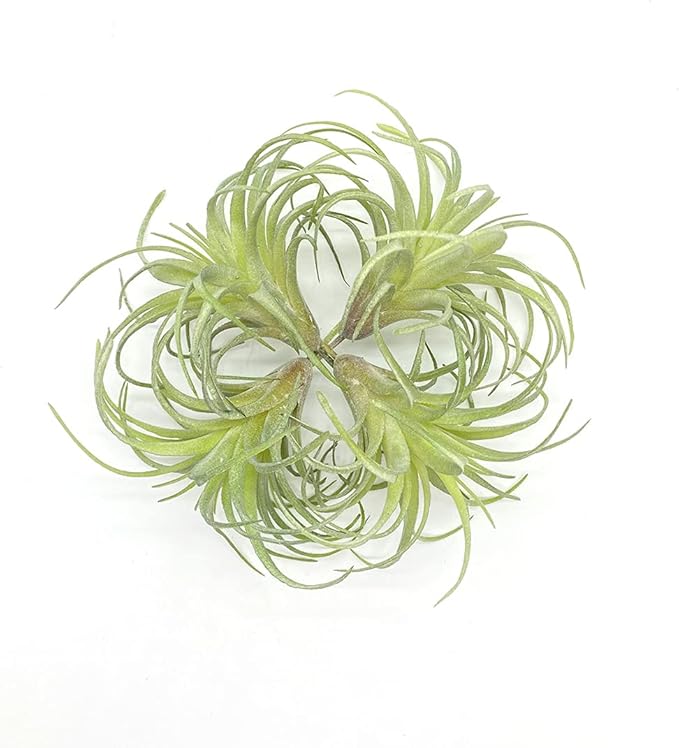 4 Pack Artificial Succulent Plants Flocked Air Plants Grass Faux Flocking Tillandsia Air Plants Bromeliads for Home Garden Decor Terrarium Project Fake Artificial Plants Arrangement