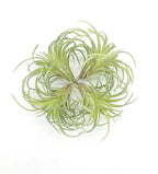 4 Pack Artificial Succulent Plants Flocked Air Plants Grass Faux Flocking Tillandsia Air Plants Bromeliads for Home Garden Decor Terrarium Project Fake Artificial Plants Arrangement