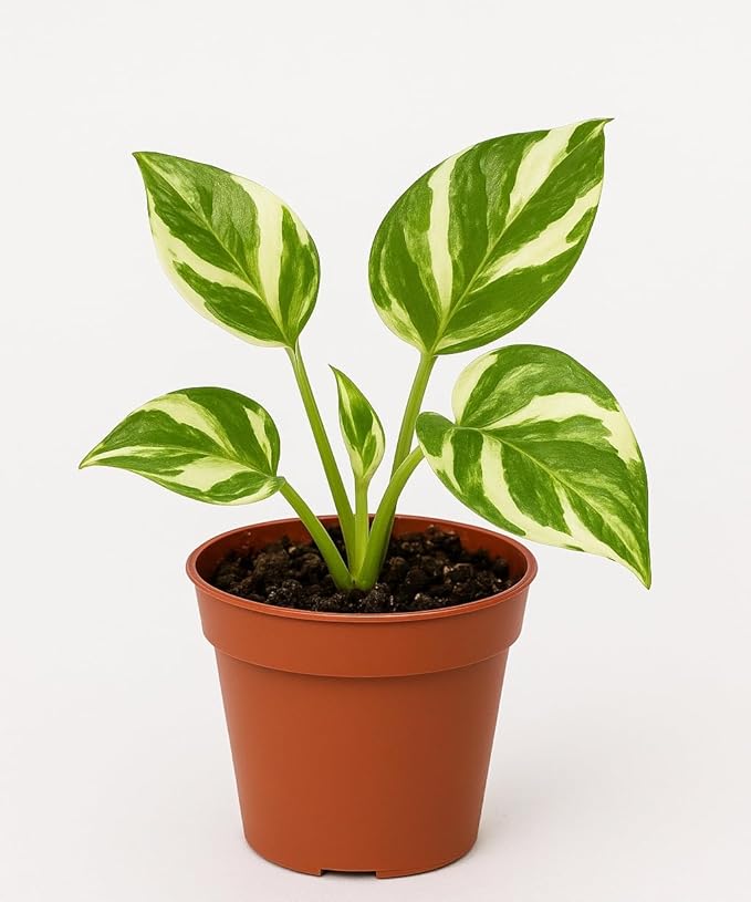 N'Joy Pothos – Live Plant in 2 Inch Pot - Air Purifier Plant to Make Your House Healthier