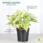 Thorsen's Greenhouse Marble Queen Pothos, Live Indoor Plant, Easy to Grow, Rare Variegated Houseplant, Natural Air Purifier, 4-inch Diameter Pot (Sage)