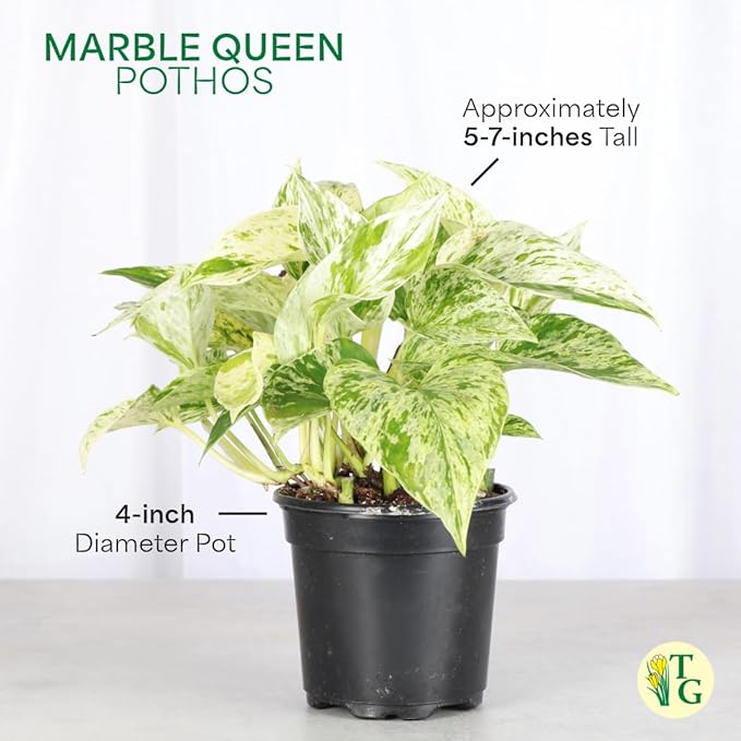 Thorsen's Greenhouse Marble Queen Pothos, Live Indoor Plant, Easy to Grow, Rare Variegated Houseplant, Natural Air Purifier, 4-inch Diameter Pot (Natural)