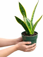 4 Inch Pot Snake Plant Live, Sansevieria with Yellow-Edged Green Variegated Leaves